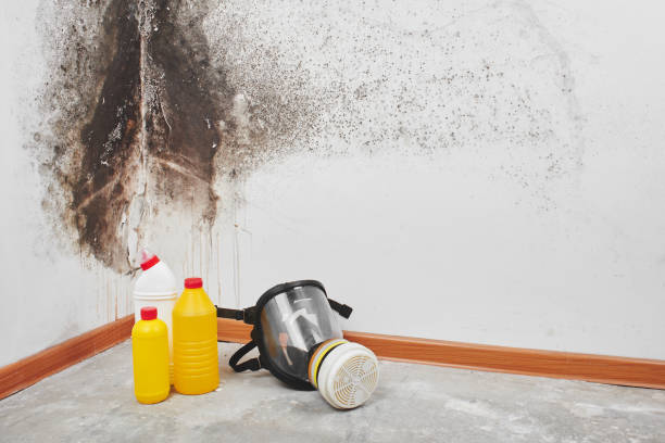 Best Black Mold Removal  in Diablo Grande, CA