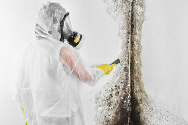 Best Mold Testing  in Diablo Grande, CA