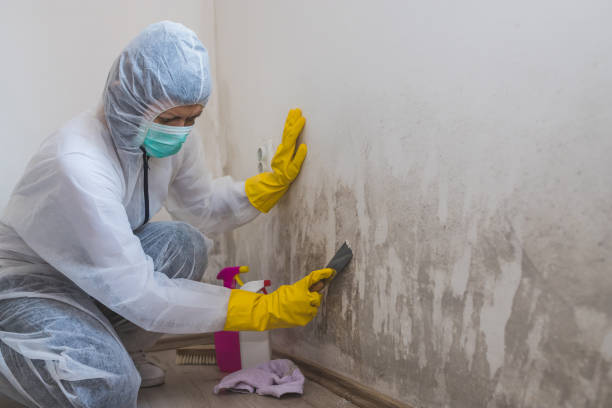 Best Local Mold Removal Service  in Diablo Grande, CA
