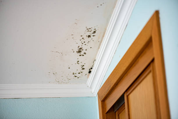 Best Office Mold Removal Services  in Diablo Grande, CA