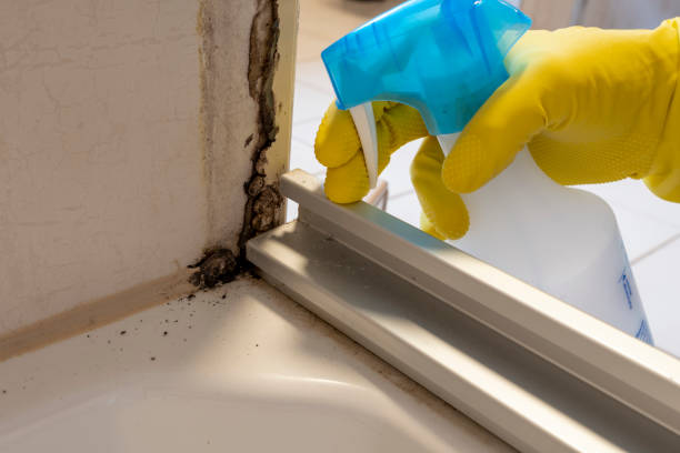 Best Best Mold Removal Companies  in Diablo Grande, CA