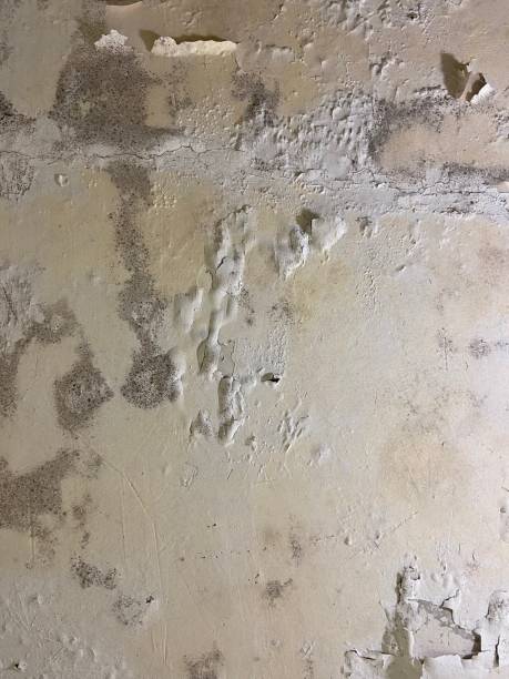Best Commercial Mold Removal  in Diablo Grande, CA