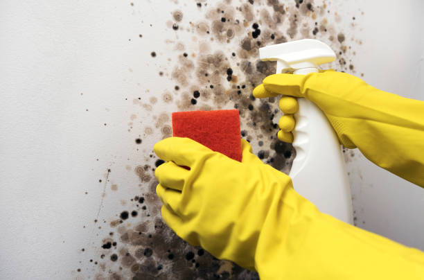 Professional Mold Removal in Diablo Grande, CA