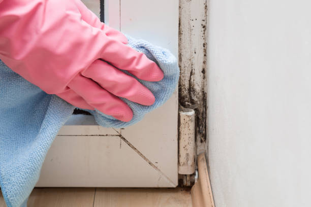 Best Mold Remediation  in Diablo Grande, CA